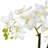  Phalaenopsis Silk Flower Arrangement