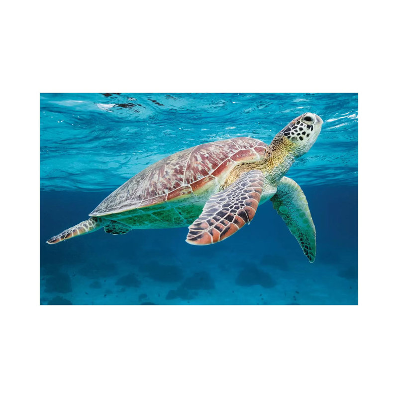 Green Turtle II by Matteo Colombo - Wrapped Canvas Print, 30.48 cm H x 45.72 cm W