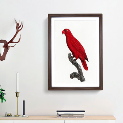Cardinal Lory by F. Levaillant - Picture Frame Painting Print