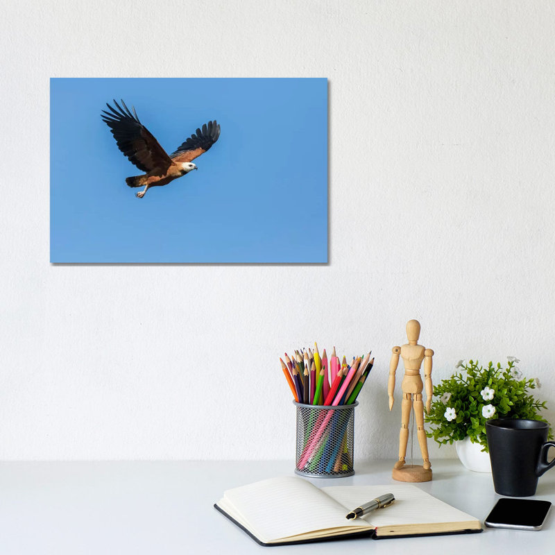 Black-Collared Hawk In Flight, Pantanal Conservation Area, Brazil by Janet Horton - Wrapped Canvas Print