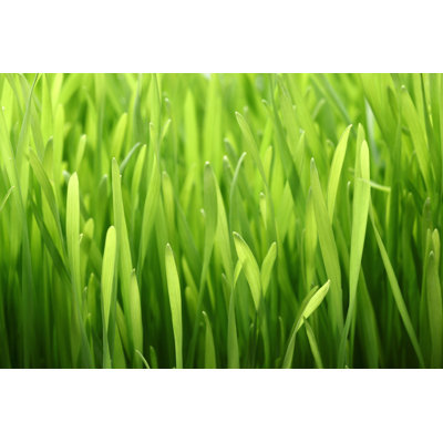Lush Wheatgrass by Ferhatmatt