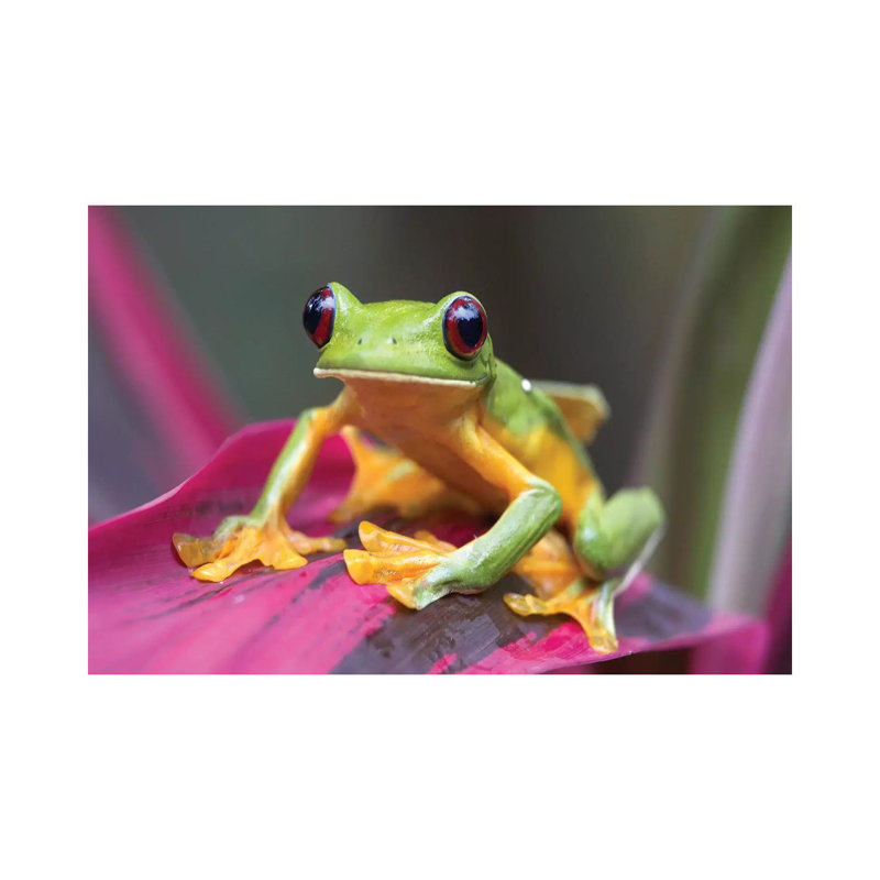 Gliding Leaf Frog Portrait, Costa Rica by Tim Fitzharris - Wrapped Canvas Print, 20.32 cm H x 30.48 cm W