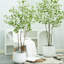 Anngie Faux Tree-1881329665