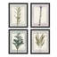 Ensemble de 4 reproductions murales encadrées de fleurs sauvages encadrées sur papier, encadrées sur papier-93012145-93012147