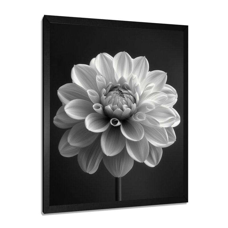 Élégante fleur monochrome noire et blanche Dahlia I - art mural Dahlia, Cadre photo noir, H 34 po x l 44 po