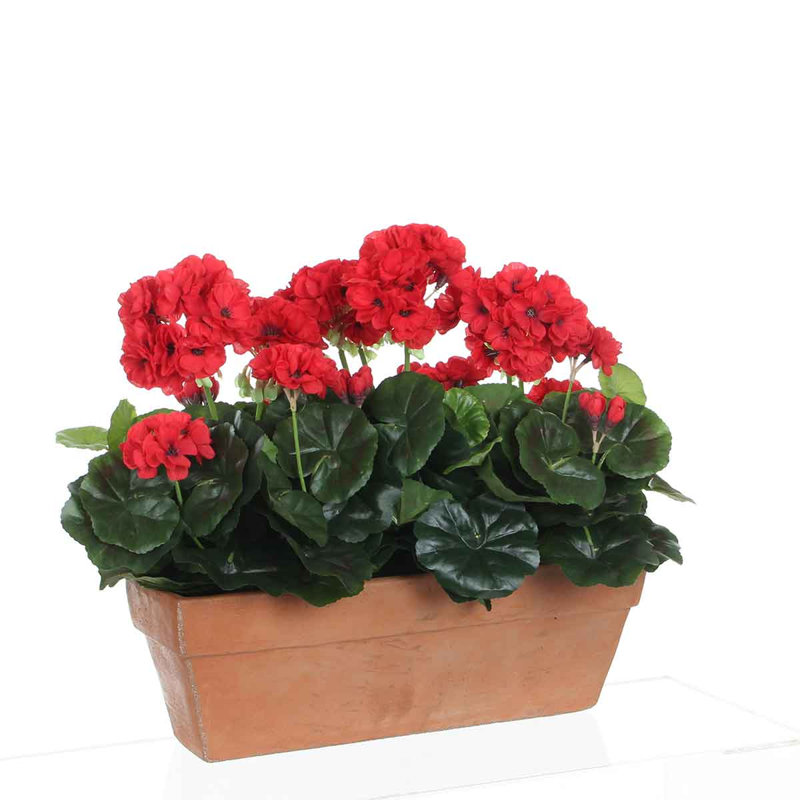 Geranium Arrangement in Planter, Red