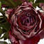 Anastasija Arrangement
