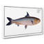 Pilchard Fish by M.E. Bloch - Wrapped Canvas Painting-55325357