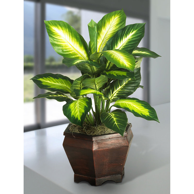 Plante à feuillage de bureau 20,5 po
