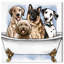 «Bath and Laundry Big Pups in The Tub», impression sur toile-51240536-51240535