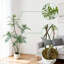 29cm Plant-837551969