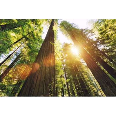 Redwood National Park par Pawel Gaul