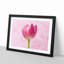 Perfectly Pink Tulip Flower - Single Picture Frame Print on MDF-56704484-56704489