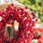 2-Piece 14D" Christmas Mini Red Berries Wreath