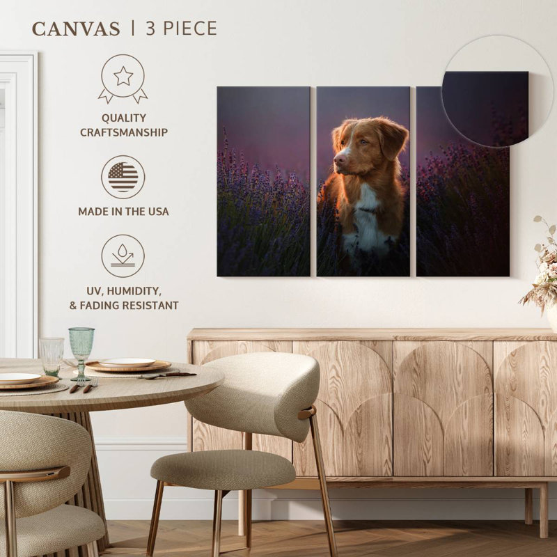 Golden retriever dans un champ de lavande, H 36 po x l 57 po