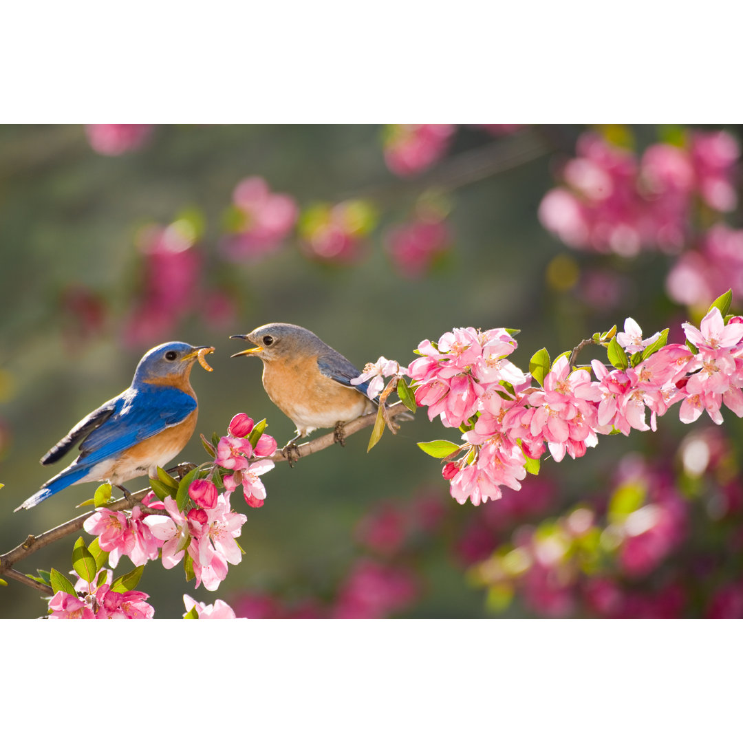 Eastern Bluebirds von Stanley - Leinwandbild