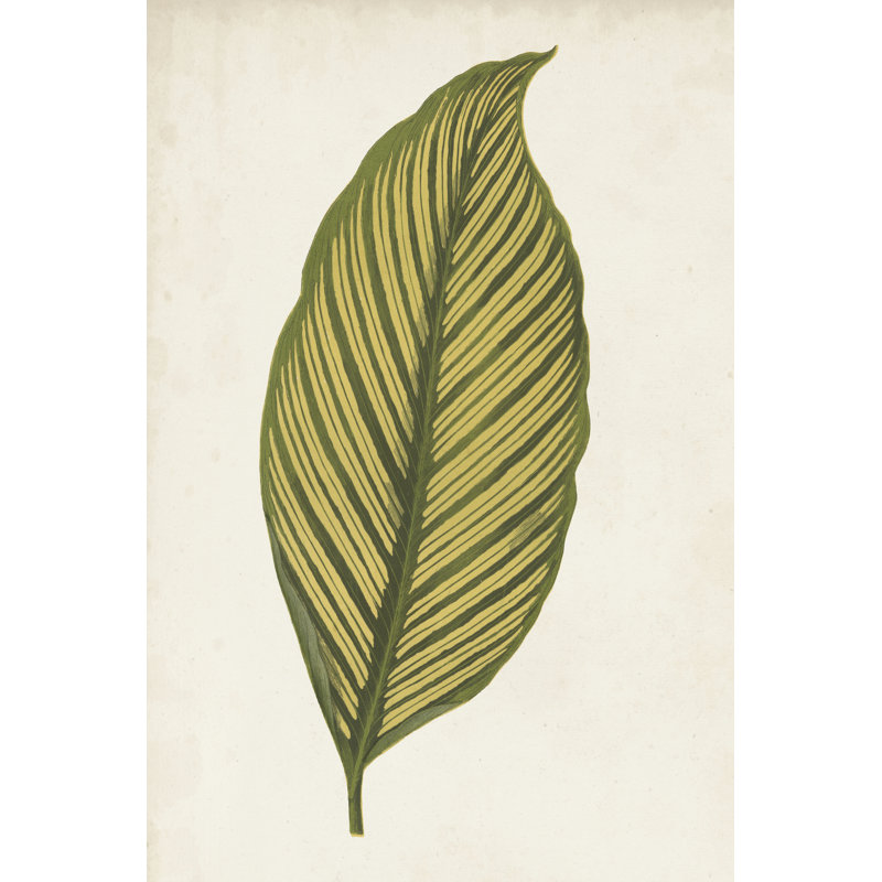 Graphic Leaf II by Vision Studio - Wrapped Canvas Print, 46cm H x 30cm W