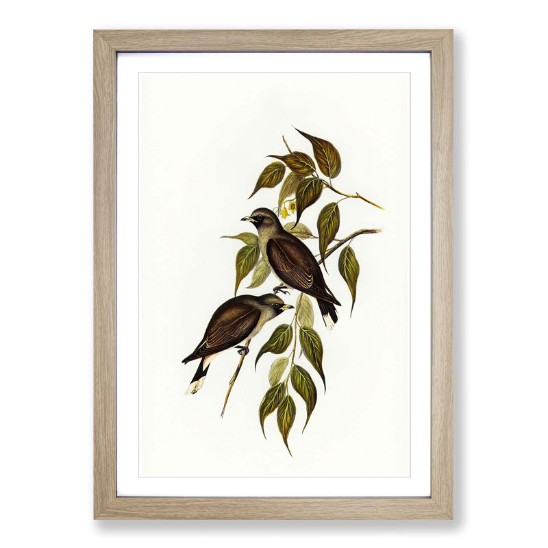 White-Vented Woodswallows by Elizabeth Gould - Picture Frame Painting Print, Oak Framed, 36cm H x 27cm W x 2cm D