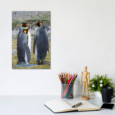 King Penguin Rookery In St. Andrews Bay. Courtship Behavior. South Georgia Island - Wrapped Canvas Print