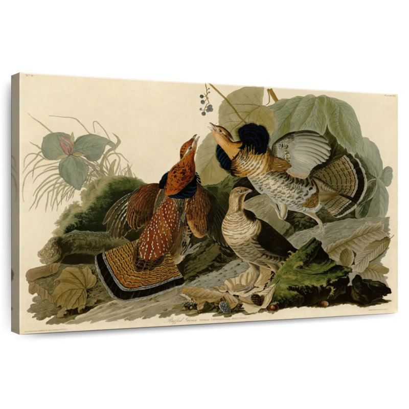Tétraie à volants Brampt d'oiseaux d'Amérique, H 32 po x l 48 po