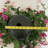 Lifelike Petunia Urn Filler - Purple and Yellow-1845585724