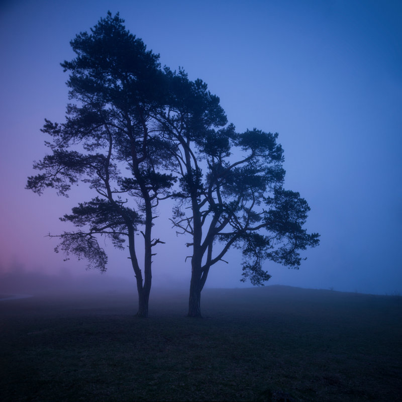 Tree In Spooky by DavidWiberg - Wrapped Canvas Print, 76cm H x 76cm W