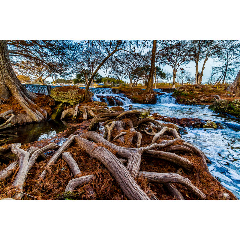 Big Cypress Roots. par Richard Mcmillin - Photographie sur toile tendue, L 48 po x H 32 po