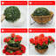 52cm Plant