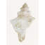 Sea Shell 2 Print-495732009-495732012