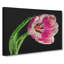 Pink Tulip - Wrapped Canvas-56629332