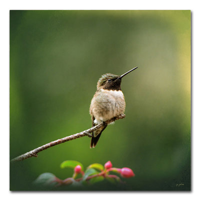 'Hummingbird in the Garden' Graphic Art Print on Wrapped Canvas