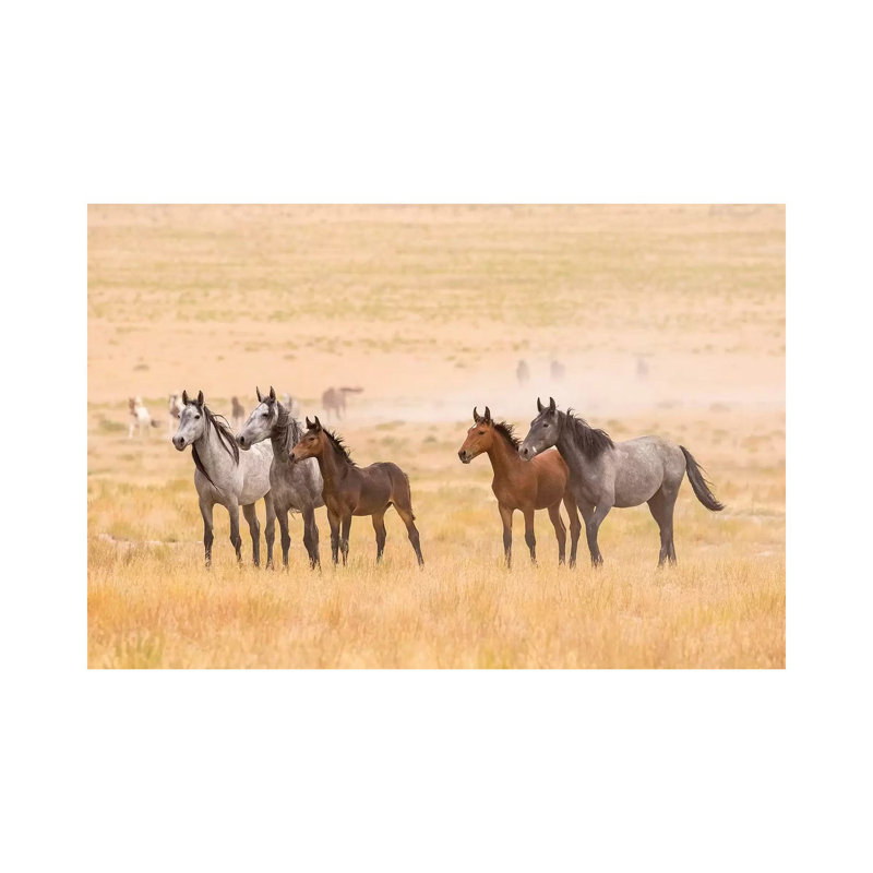 USA, Utah, Tooele County. Wild horses alert. 1 Piece Wrapped Canvas Wall Art, 30.48cm H x 45.72cm W