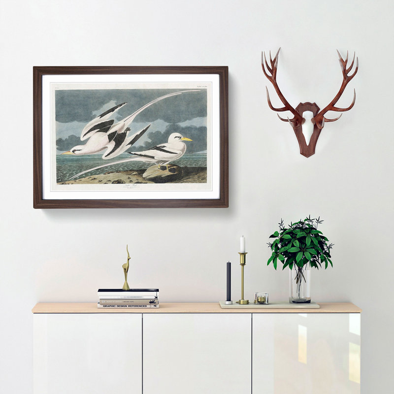 Tropicbirds by John James Audubon - Framed Print, 36cm H x 48cm W x 2cm D, Walnut Framed