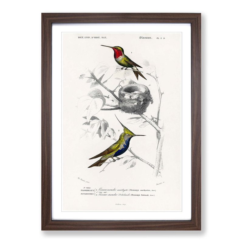 Bird Illustrations PL. 5D by Charles D' Orbigny - Single Picture Frame Painting, 63cm H x 45cm W x 2cm D, Walnut Framed