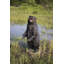 Statue d'ours debout grognant