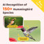 Mini mangeoire d'oiseaux avec colibri Birdfy Hummingbird Mini