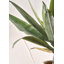 53cm Faux Plant in Cement Pot