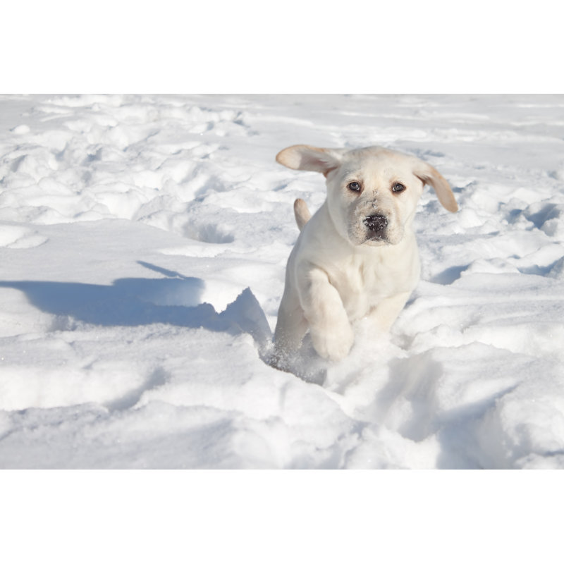 Puppy Dog Running - Wrapped Canvas Print, 30cm H x 46cm W x 3.8cm D
