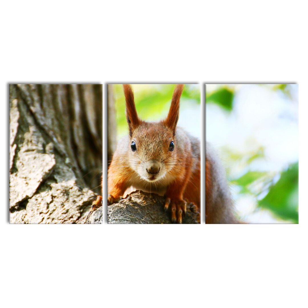 3-tlg. Leinwandbilder-Set Eichhörnchen auf dem Baum