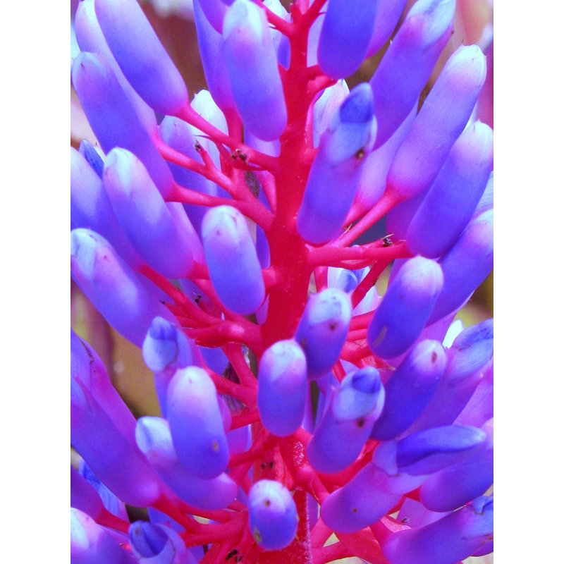 Blue And Magenta Fabricata Print by Drew Gaffney, 31.25" H x 25.25" W