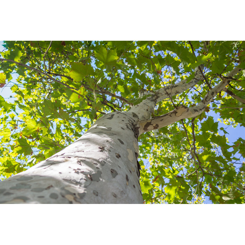 Platan Tree - Wrapped Canvas Print, 30cm H x 46cm W x 3.8cm D