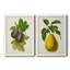 Antique Fruit VI - ensemble de 2 reproductions d'art sur toile-1486539649-1486539654