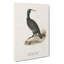 Great Cormorant by Von Wright - Wrapped Canvas-55314902