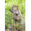 American Beaver Cub Standing Statue