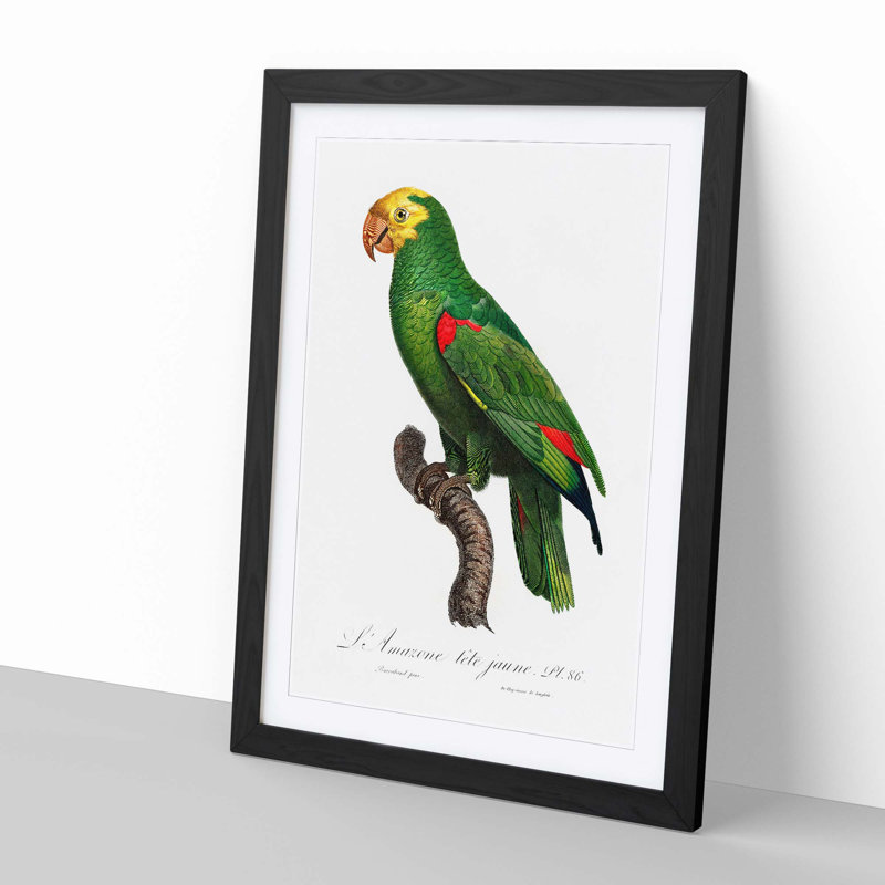 Yellow-Crowned Amazon Parrot by F. Levaillant - Picture Frame Graphic Art Print, 48cm H x 36cm W x 2cm D, Black Framed