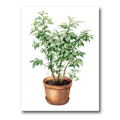 Ficus benjamina dans un pot de fleurs en argile - peinture sur toile