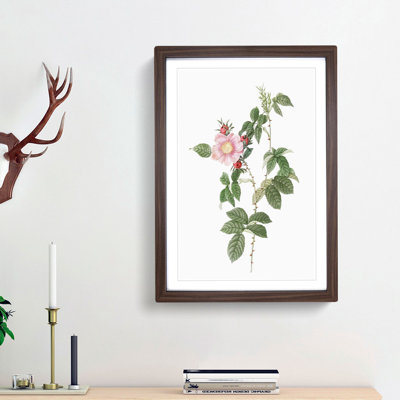 Dog Rose in Pink by Pierre-Joseph Redoute - Picture Frame Painting Print