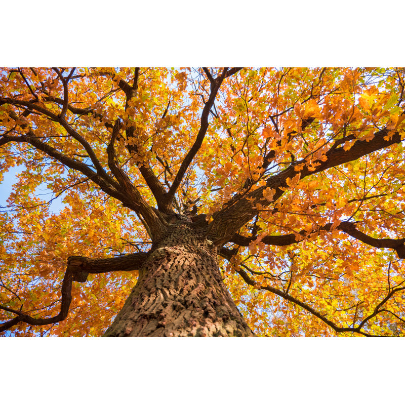 Oak Tree With Yellow Leaves by Standart - Wrapped Canvas Print, 30cm H x 46cm W