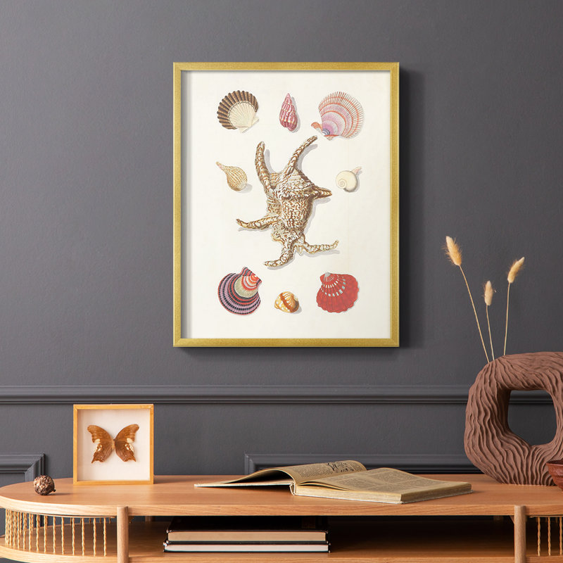 Knorr Shells & Coral II, reproduction encadrée - bois massif, H 14 po x l 11 po