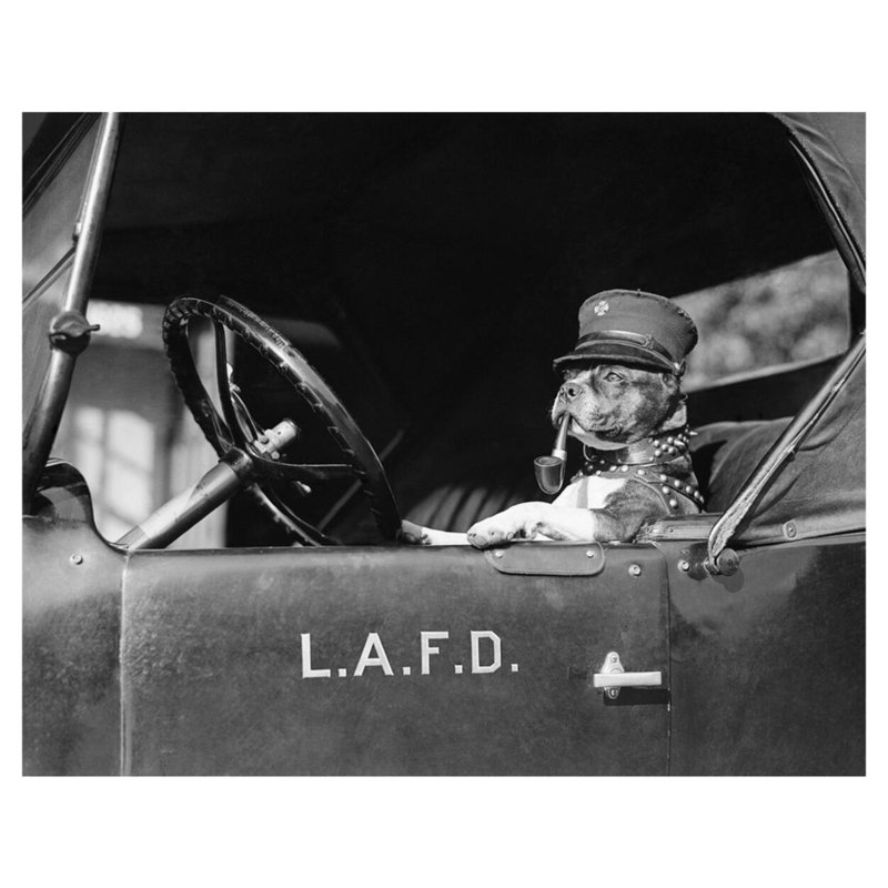 «Dog at Fire Truck Wheel fumant la pipe» par Inconnu - Estampe numérique, H 32 po x l 40 po